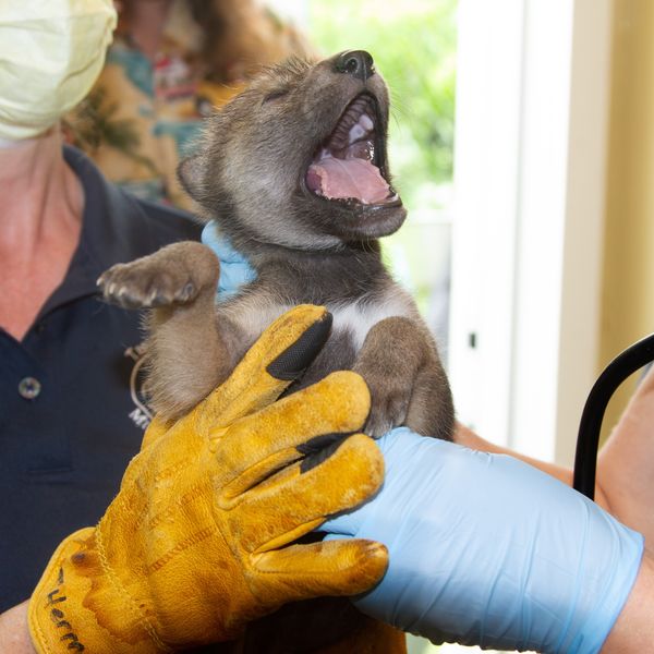 Endangered red wolf pups born in Trevor Zoo