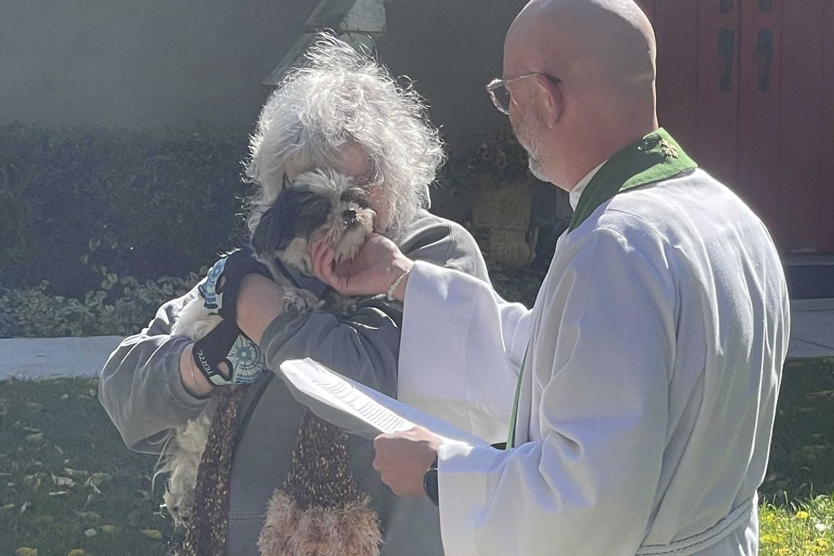 Pet blessing and adoption returns to Amenia’s St. Thomas