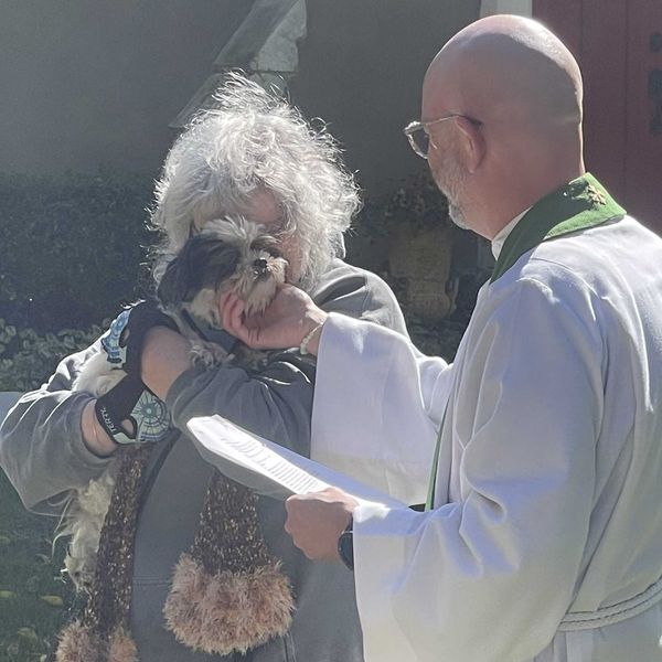 Pet blessing and adoption returns to Amenia’s St. Thomas