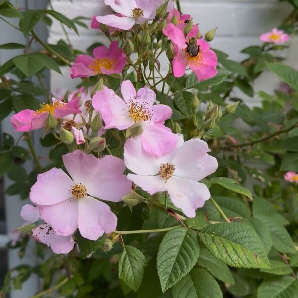 When the guide gets it wrong