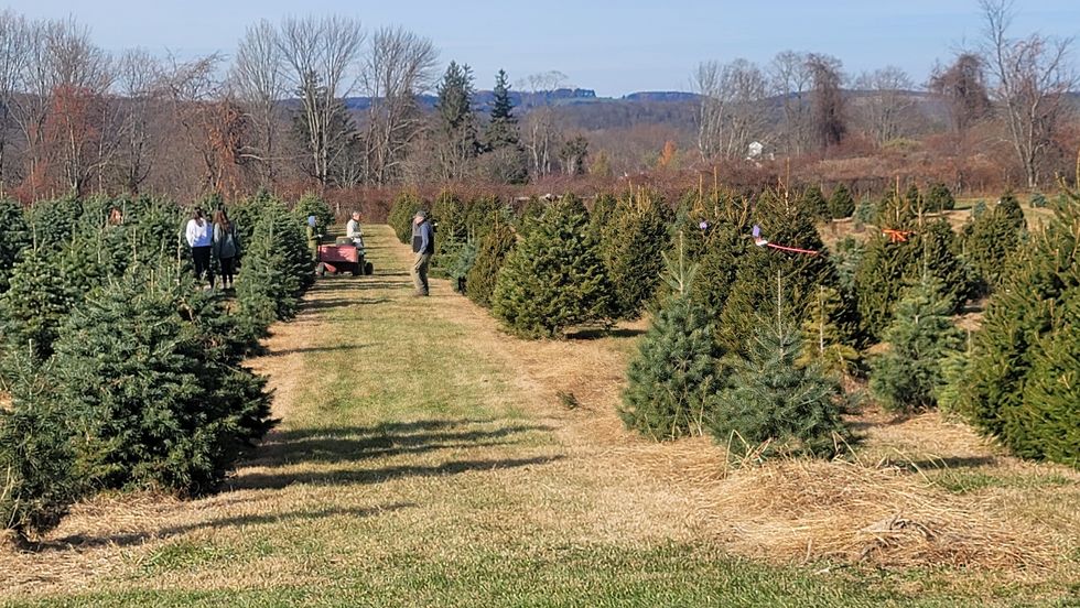Christmas tree shortage looms The Millerton News