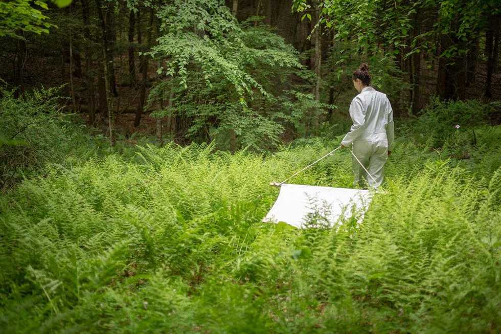 Dutchess County ticks found to carry multiple pathogens, study shows