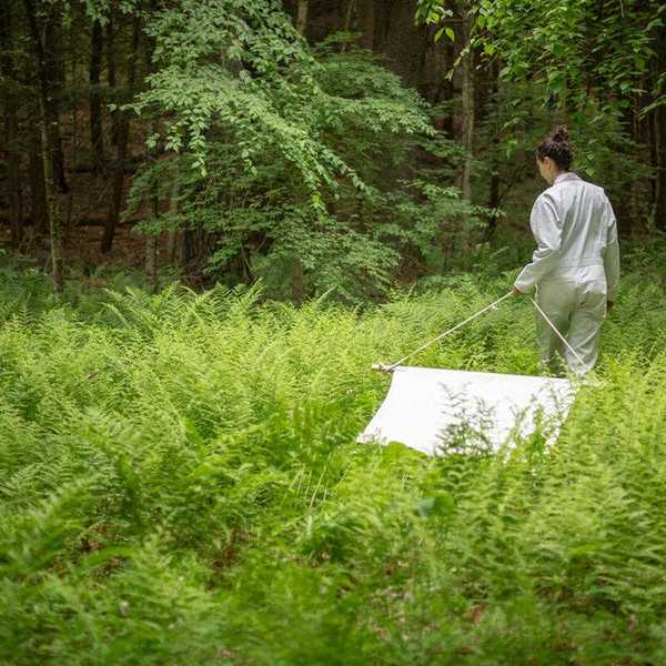 Dutchess County ticks found to carry multiple pathogens, study shows