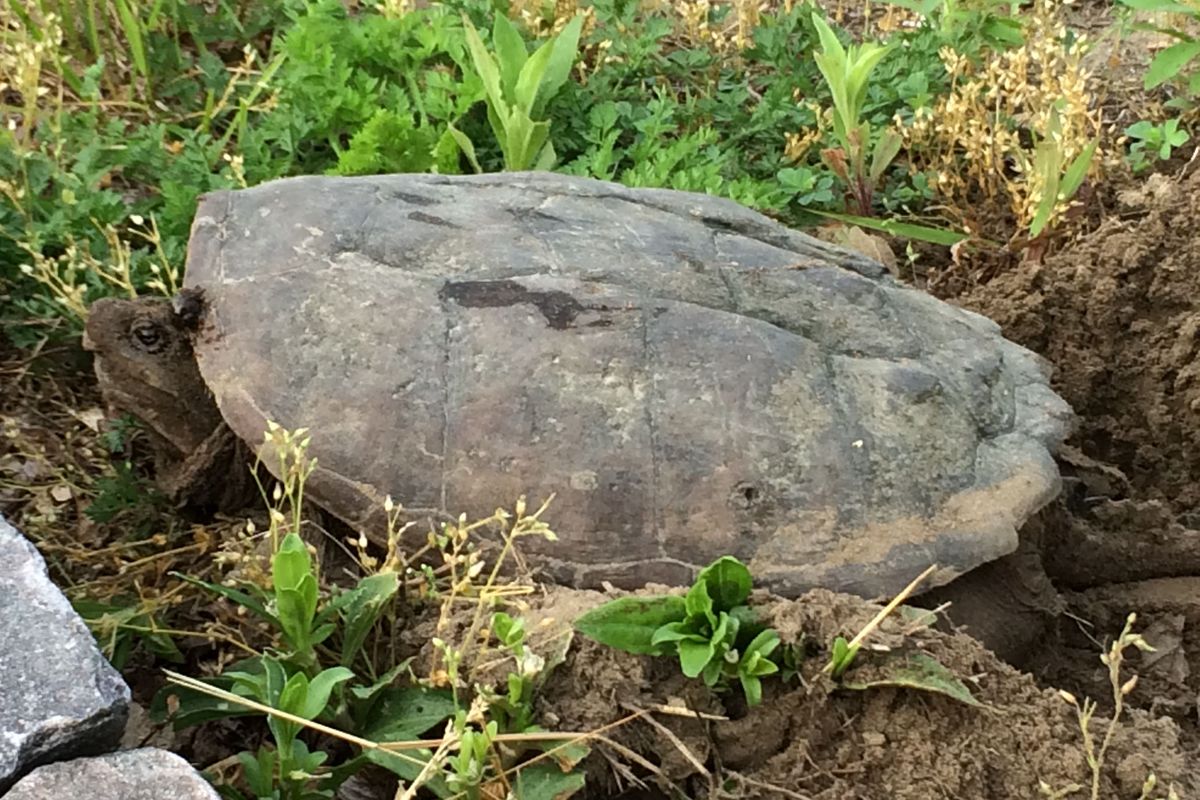 The snapping truth:
Meet Connecticut’s largest and least understood turtle