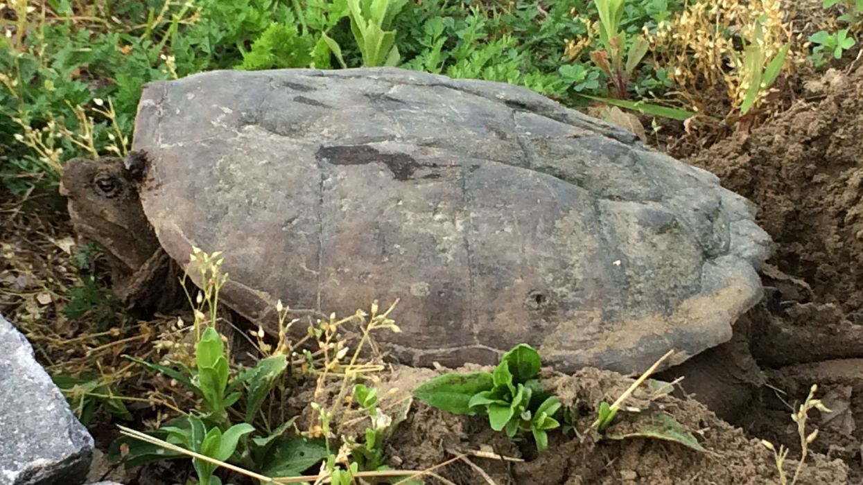 The snapping truth:
Meet Connecticut’s largest and least understood turtle