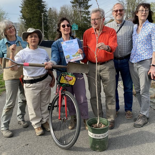 Wassaic tree replaced with native bur oak