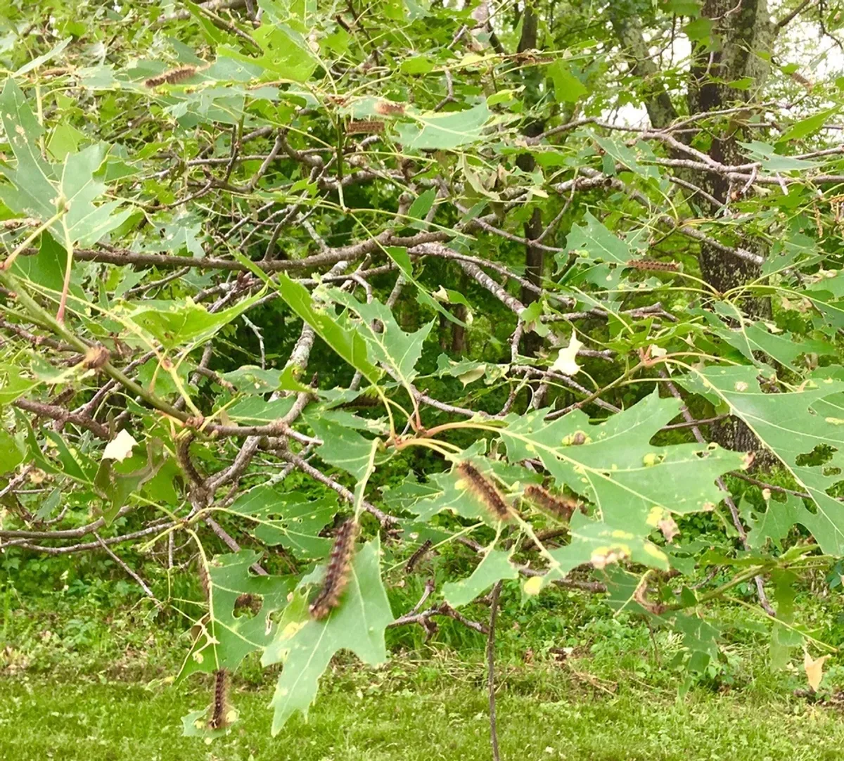 What is the spongy moth, and what is it doing to our forests?