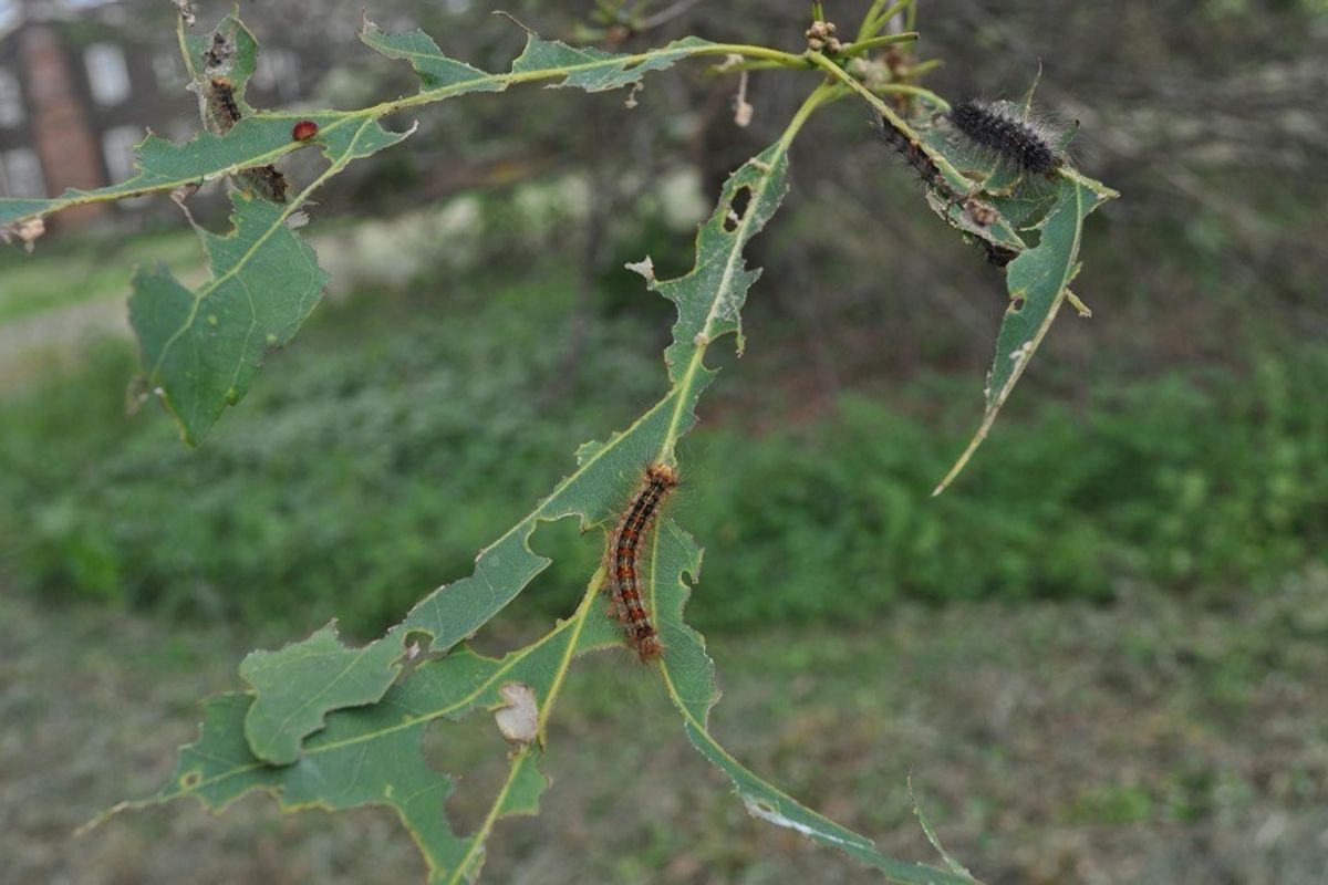Years-long spongy moth epidemic fades