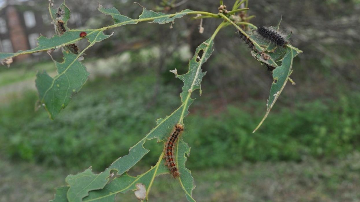 Years-long spongy moth epidemic fades