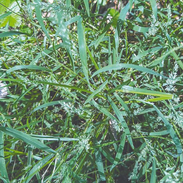 Is restoration possible?