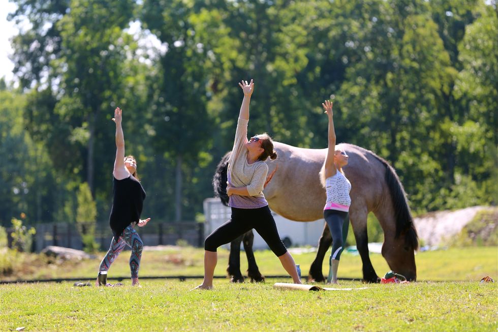 Yoga with horses