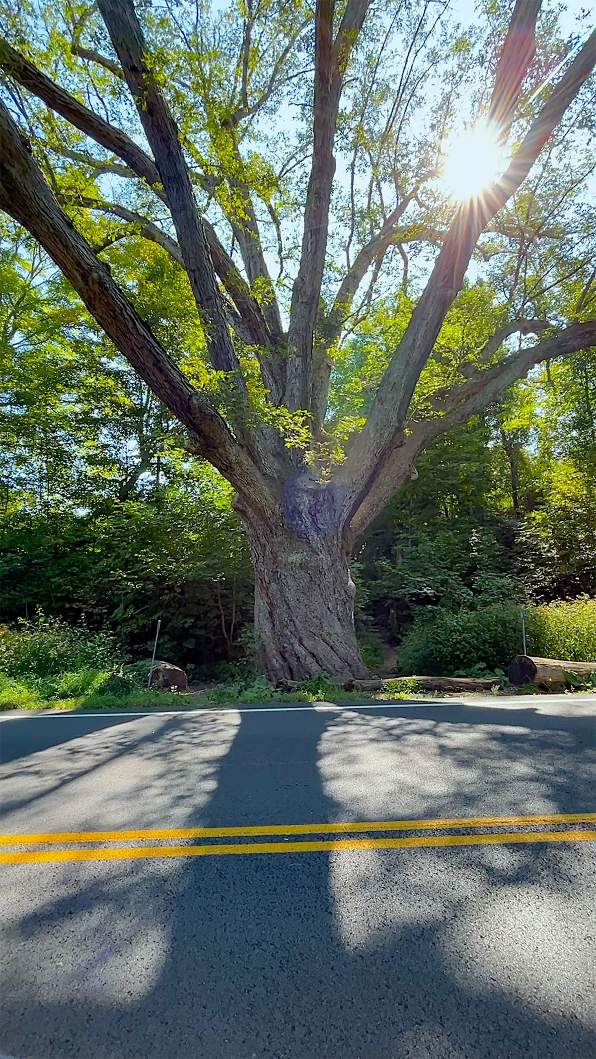 The Dover Oak: 300 years strong