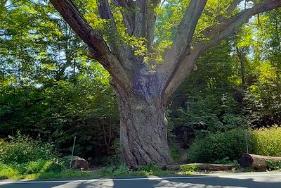 The Dover Oak: 300 years strong