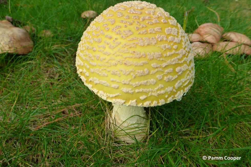 A Very Good Year for Wild Mushrooms