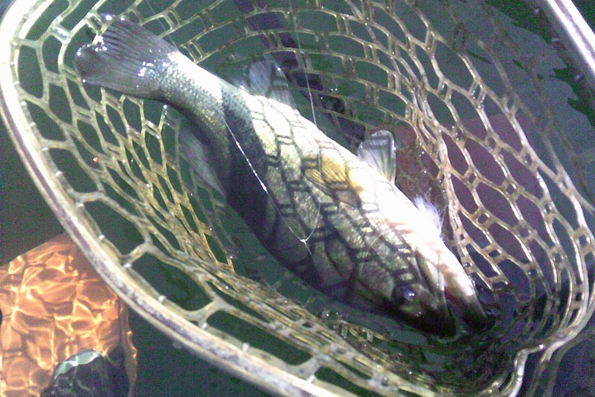 Tangled: August wrap-up