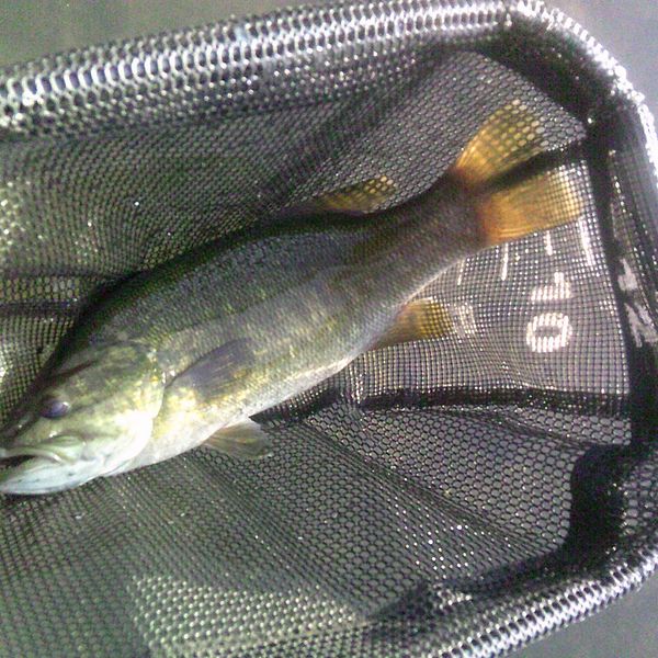 Tangled research and development