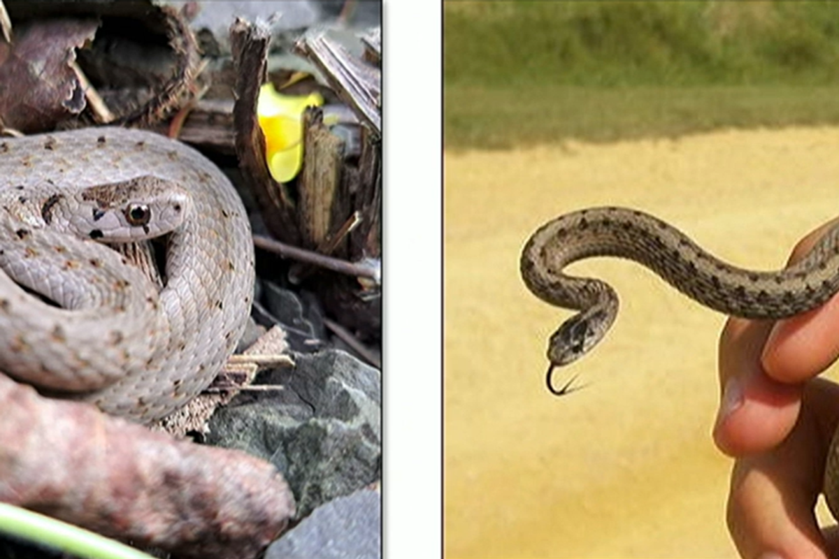 Snakes in the Catskills: A primer