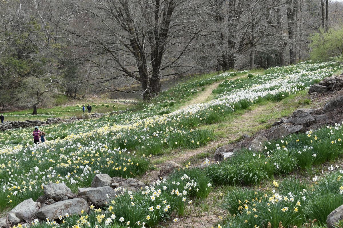 Dancing with daffodils at Laurel Ridge Farm