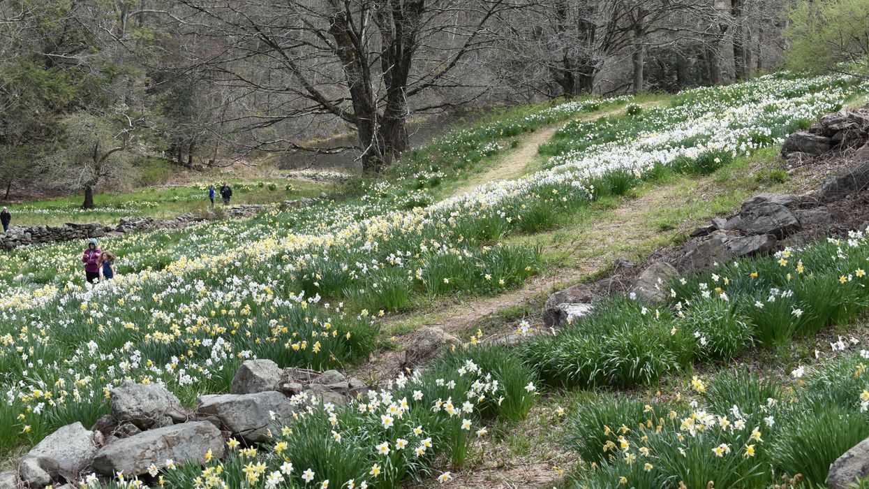Dancing with daffodils at Laurel Ridge Farm