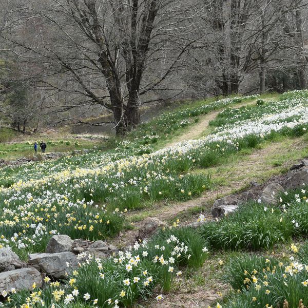 Dancing with daffodils at Laurel Ridge Farm