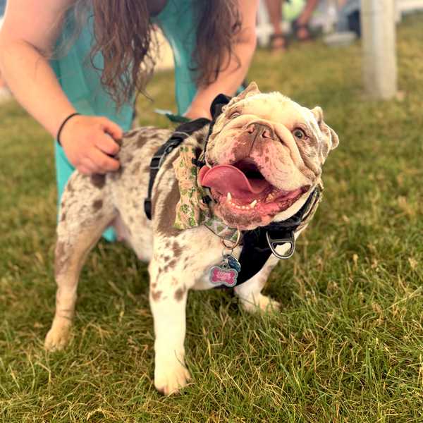 Little Guild’s Great Country Mutt Show draws record crowd