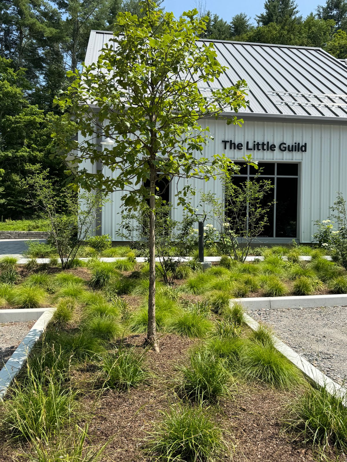The instructive charm of a newly planted native garden