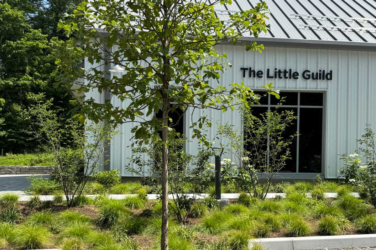 The instructive charm of a newly planted native garden