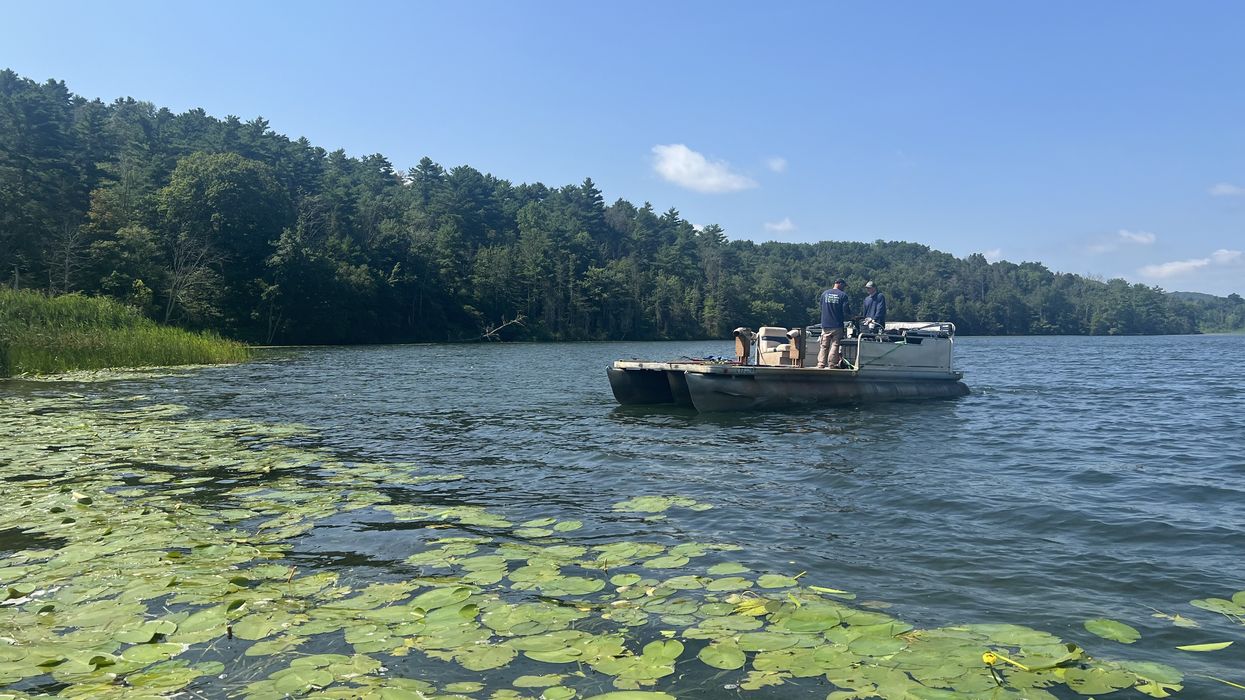 Water chestnut removal plan to be reconsidered