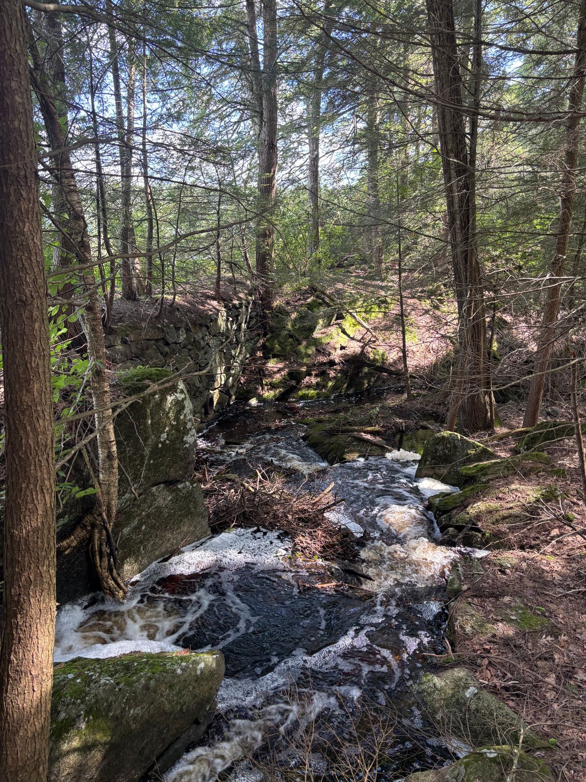 Capturing nature in writing at Great Mountain Forest’s inaugural writing retreat