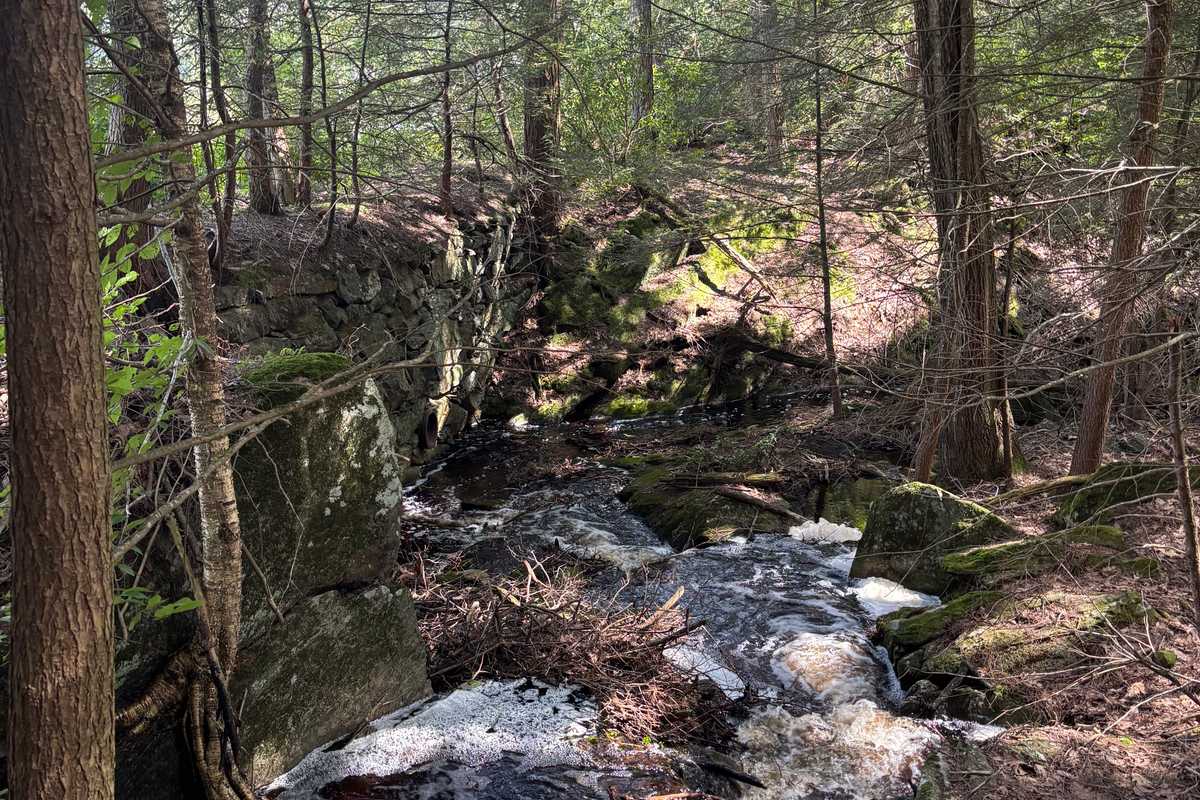 Capturing nature in writing at Great Mountain Forest’s inaugural writing retreat