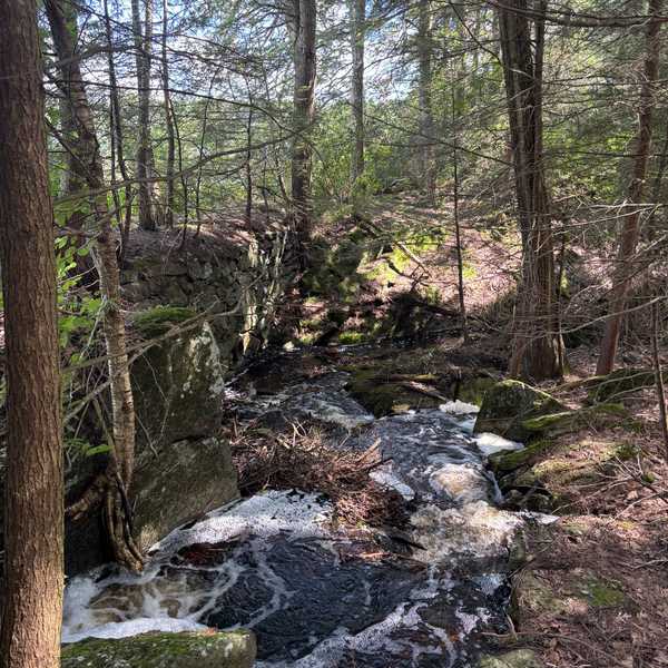 Capturing nature in writing at Great Mountain Forest’s inaugural writing retreat