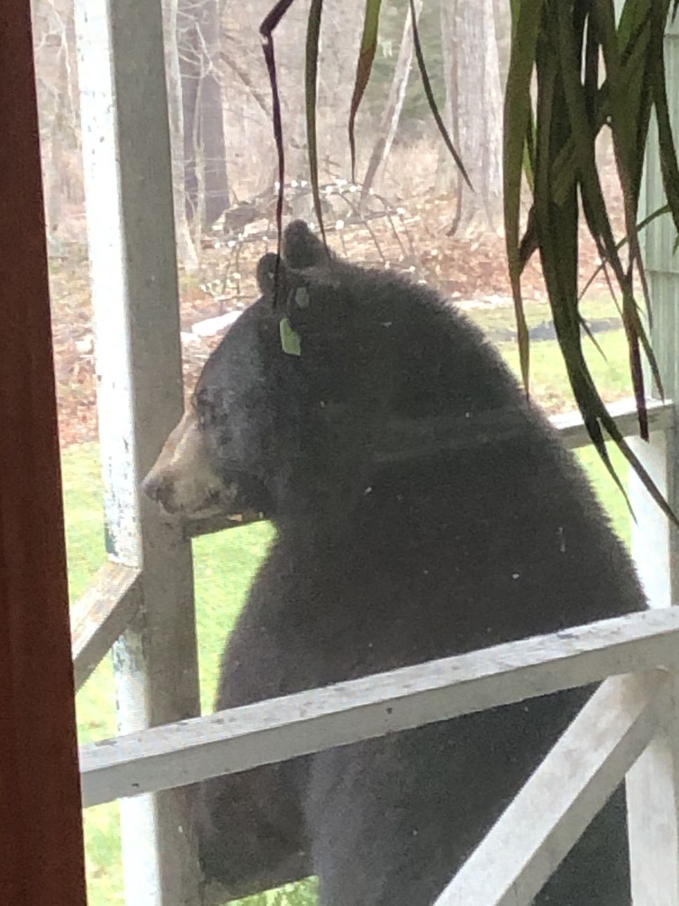 Bear scare in Falls Village