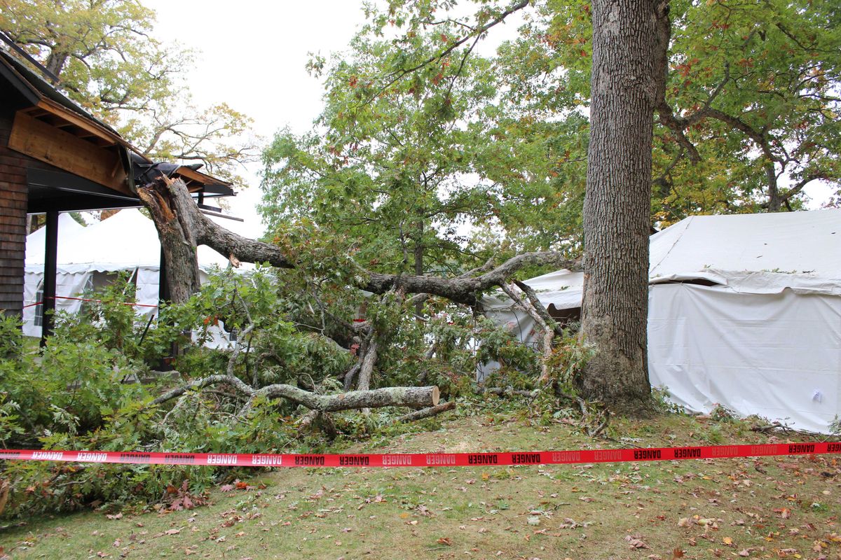 Fallen tree cancels jubilee
