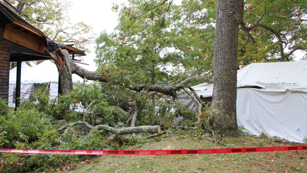 Fallen tree cancels jubilee
