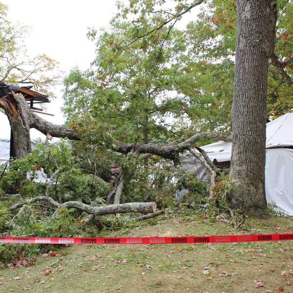 Fallen tree cancels jubilee