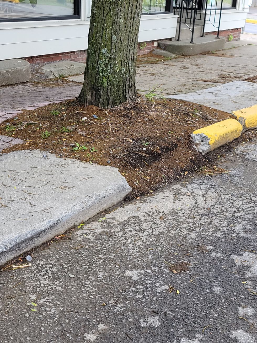 Five problem trees in Millbrook slated for removal