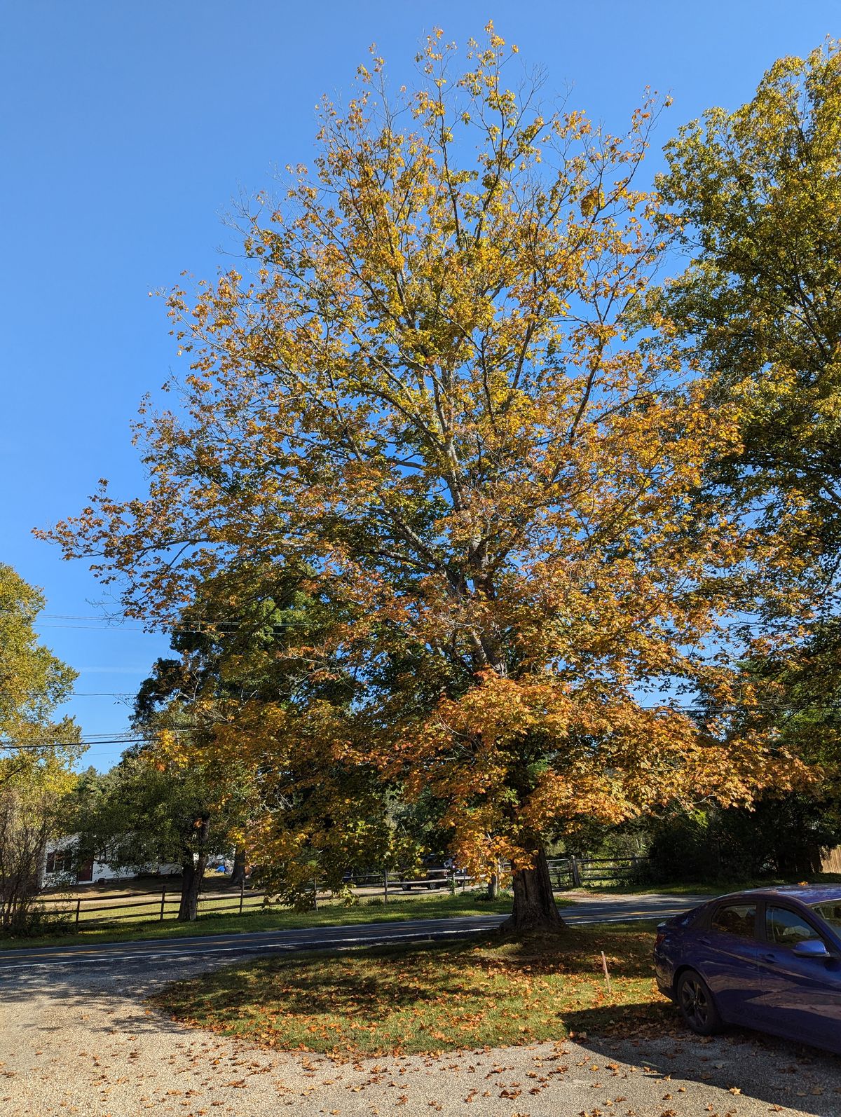 Fall is not lost: Tree warden hopeful for late season foliage boom despite drought, disease