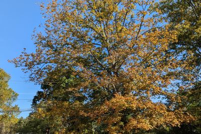 Fall is not lost: Tree warden hopeful for late season foliage boom despite drought, disease