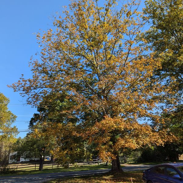 Fall is not lost: Tree warden hopeful for late season foliage boom despite drought, disease