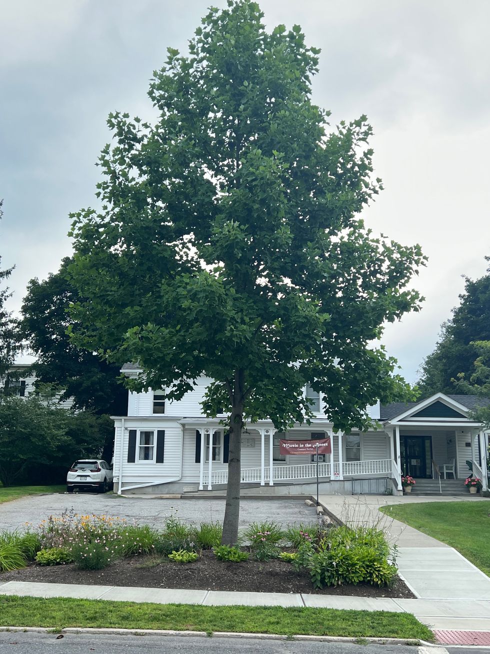 Tree questions answered by the man who grows them