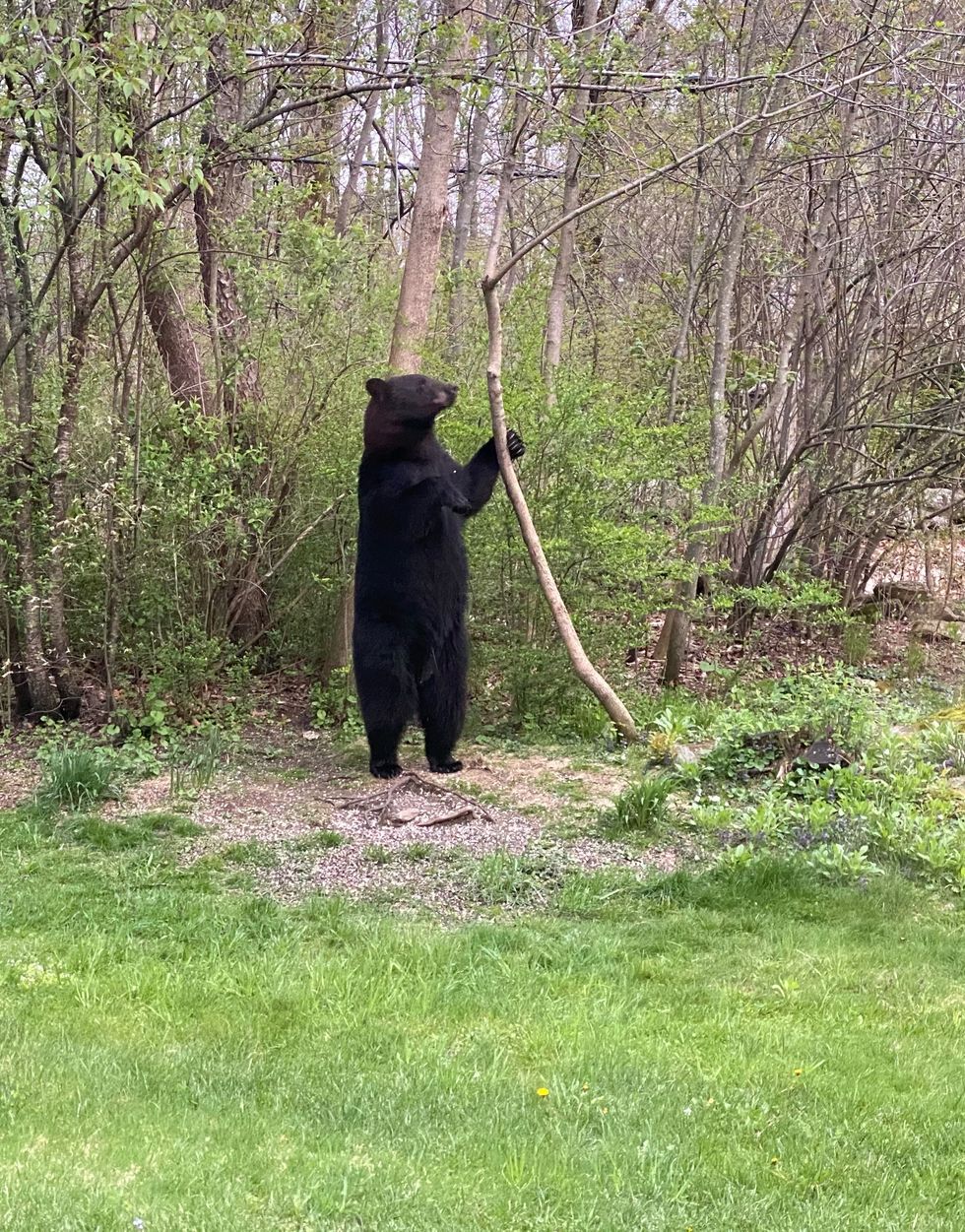 The neighborhood visitor