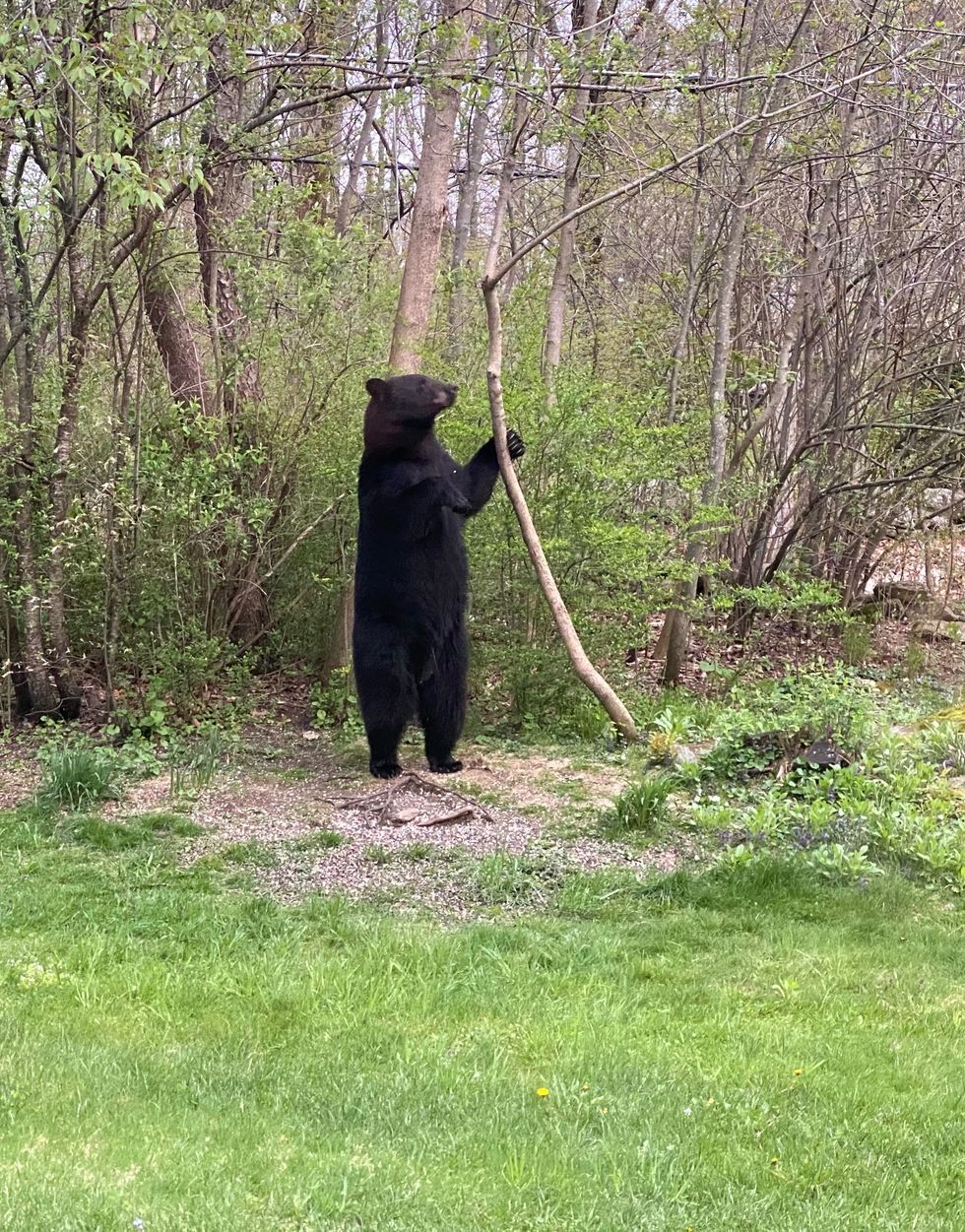 The neighborhood visitor