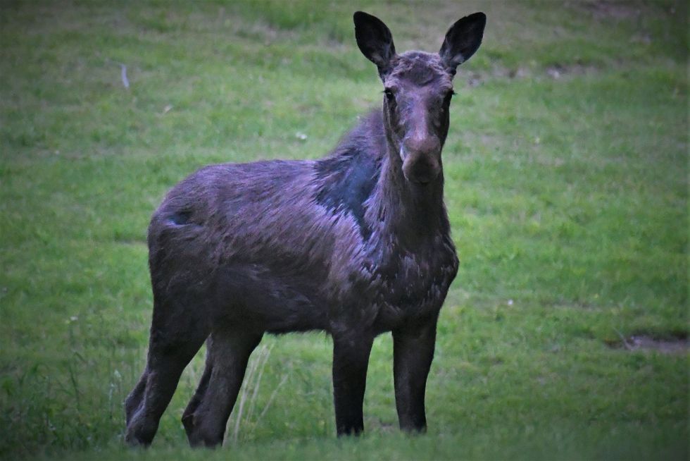 There’s a moose on the loose in Pine Plains
