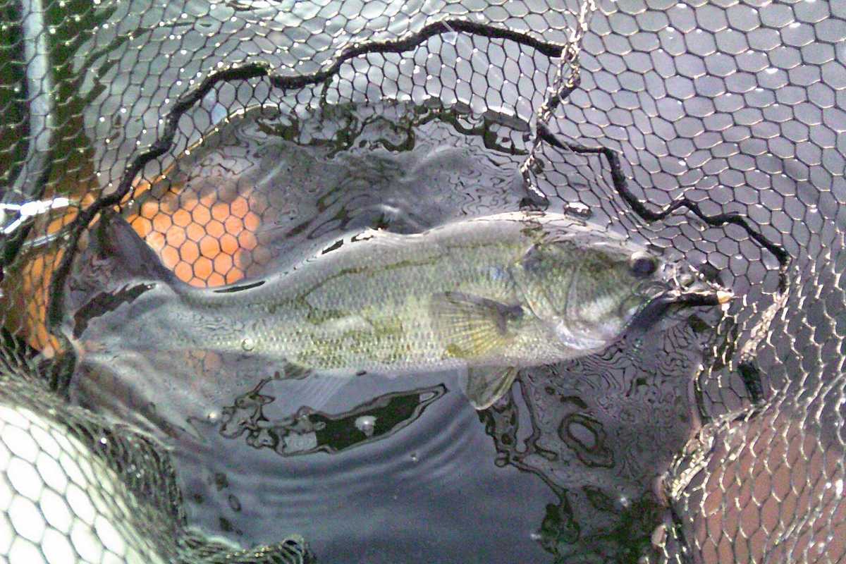 August, one bass at a time