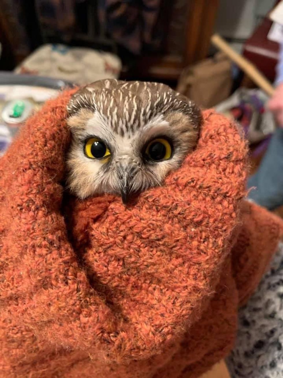 Rockefeller the Christmas owl