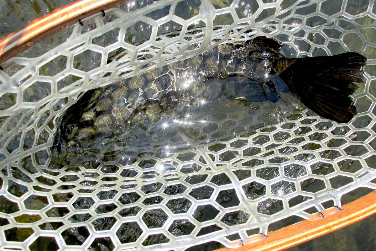 Summer sizzle puts trout in hot water