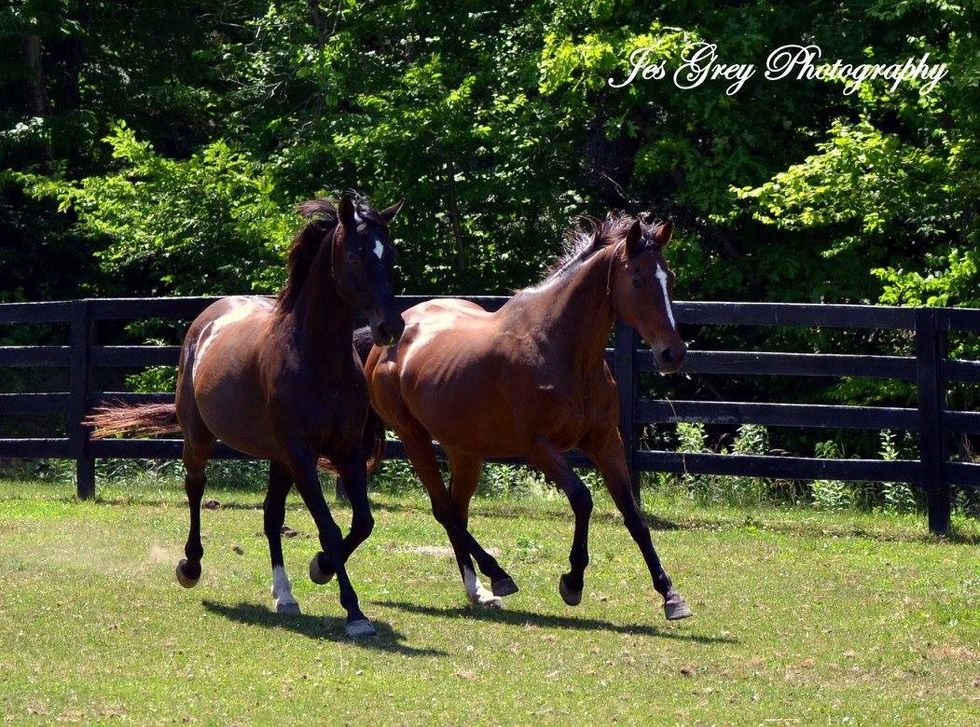 Horse shelter gets ‘Lucky’ in Dover Plains