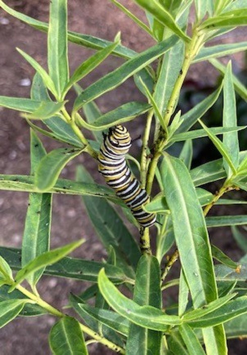 Endangered Monarch caterpillars sighted at pollinator garden