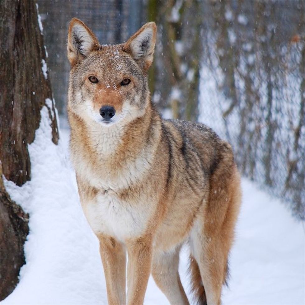 Trevor Zoo to build red wolf breeding facility