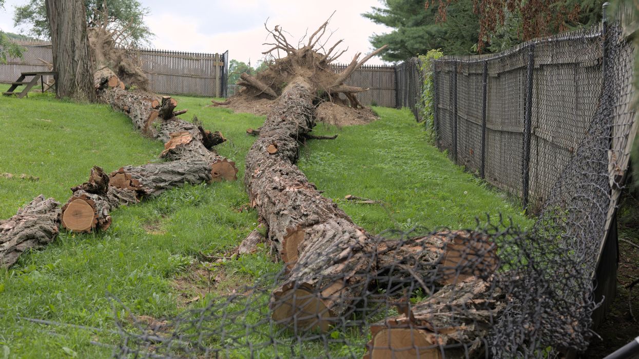 Fallen trees injure man, destroy fences at dog shelter